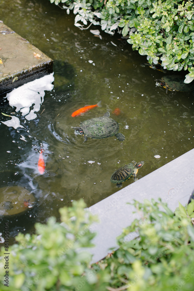Orange fish and water turtles. They swim in their pond in the forest. Orange fish and water turtles. They swim in their pond in the forest.