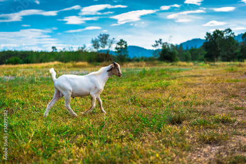Fototapeta Naklejka Na Ścianę i Meble -  goat on the meadow