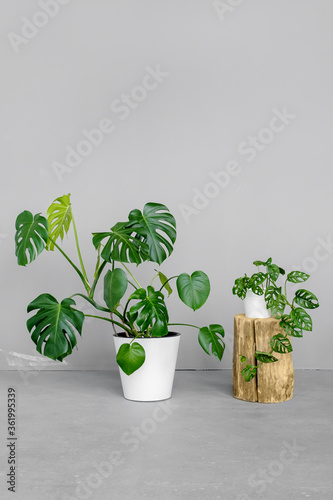 Monstera deliciosa and Monstera Monkey Mask in a white pots stands on a grey background. The concept of minimalism. Tropical leaves background. Stylish and minimalistic urban jungle interior. photo