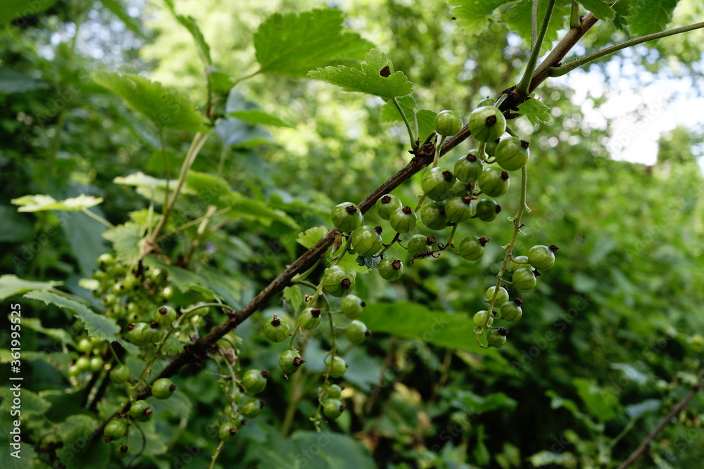 Green currant berries on a ribes bush ready to ripen in June Green currant berries on a ribes bush ready to ripen in June