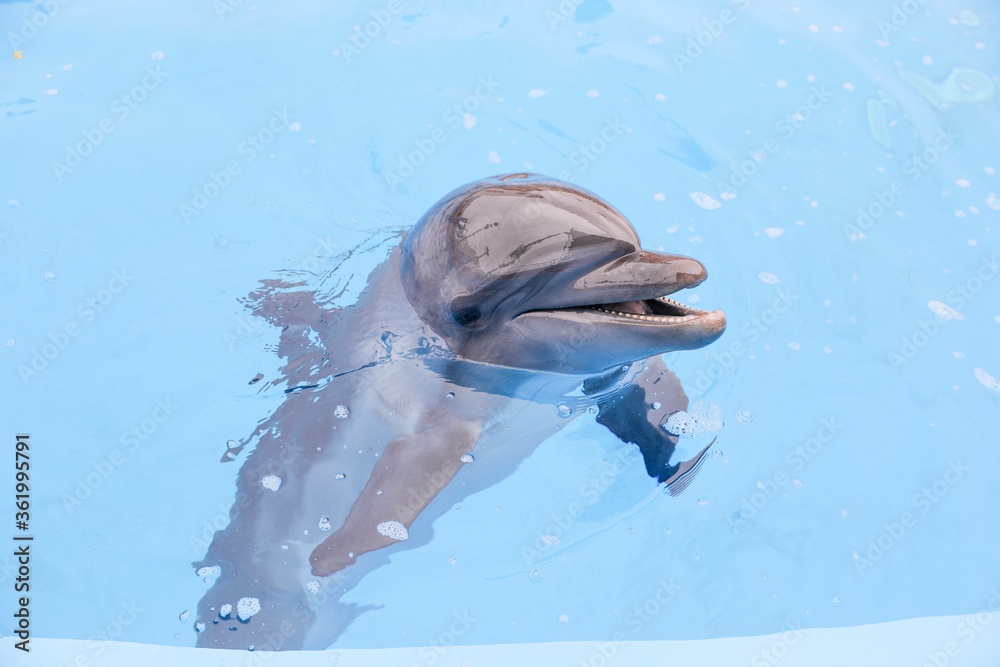 Fototapeta premium Dolphin.