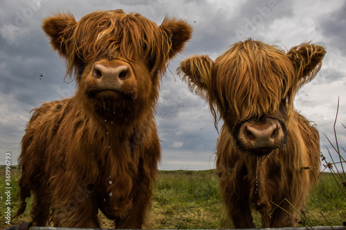 Fototapet Two Highland Cows