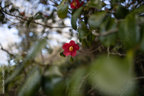 Wallpaper Mural 椿の花 Torontodigital.ca