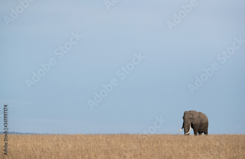 Принти на полотні African tusker grazing in Savannah, Masai Mara