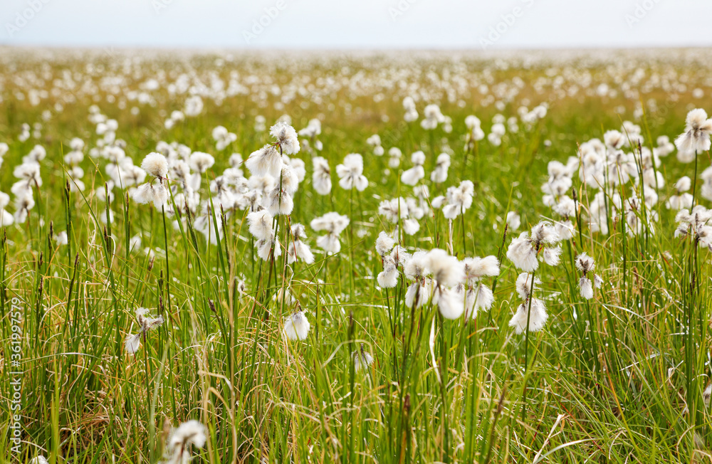 Obraz premium Cotton grass tundra