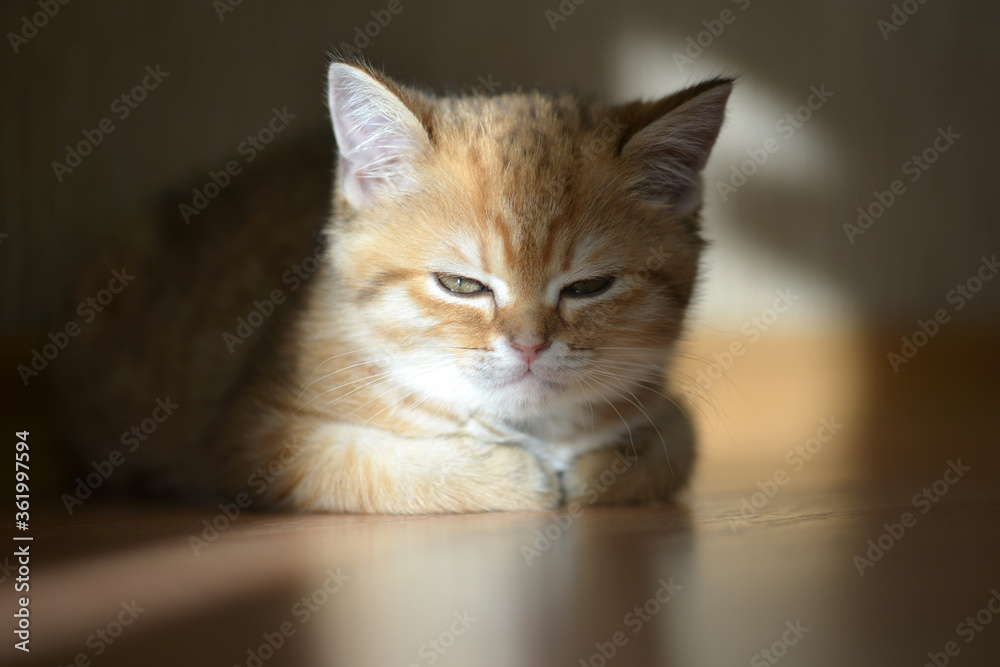 Kitten. Portrait of kitten. Cute red kitten. Kitten sits on the floor. Meditation. Contemplation. Meditation practice. Scottish