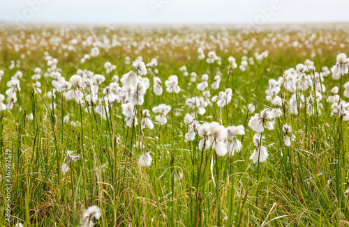Cotton grass tundra