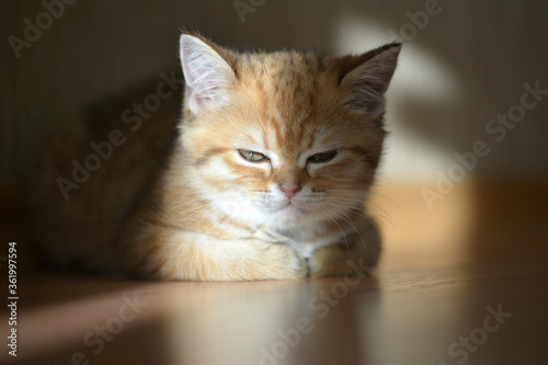Kitten. Portrait of kitten. Cute red kitten. Kitten sits on the floor. Meditation. Contemplation. Meditation practice. Scottish