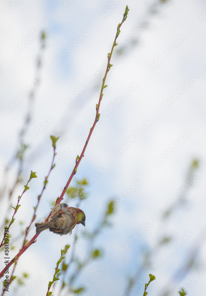 Sparrow perched on top of a branch Sparrow perched on top of a branch