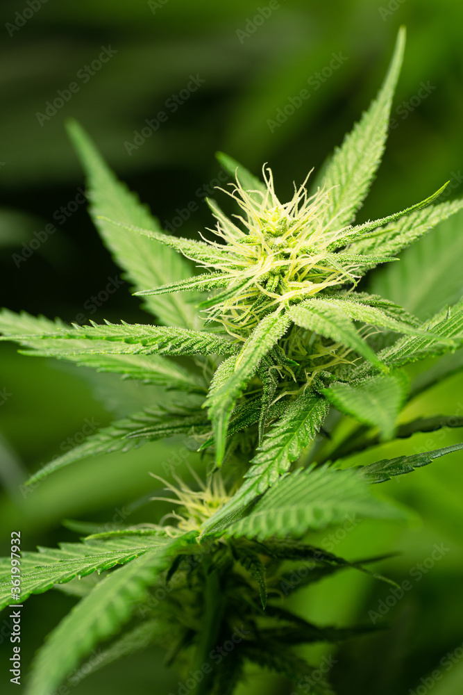 Close Up of Bud on Gelato Medical Marijuana or Hemp Plant 1 Month into Flowering Phase Close Up of Bud on Gelato Medical Marijuana or Hemp Plant 1 Month into Flowering Phase