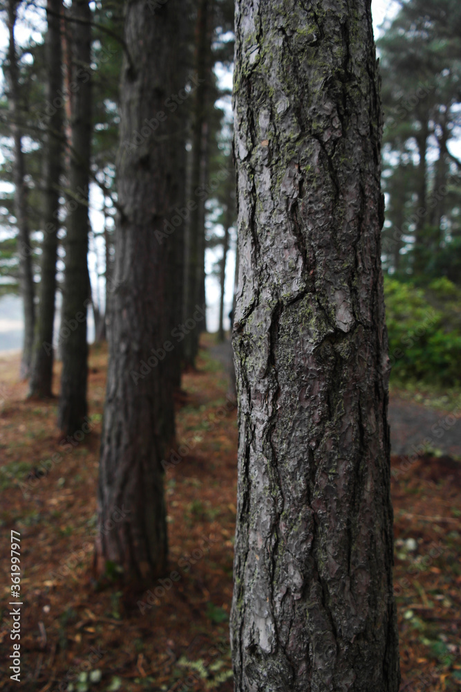 Close up tree in forest of pine needles Close up tree in forest of pine needles