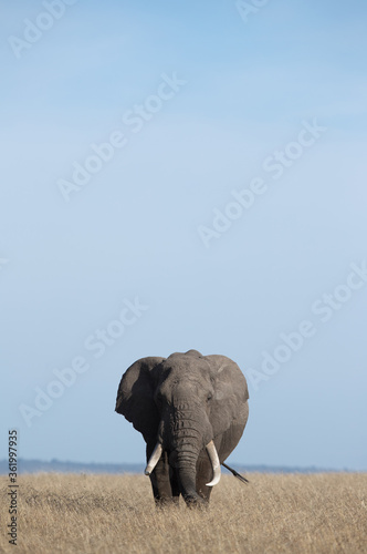 African tusker walking in Savannah, Masai Mara