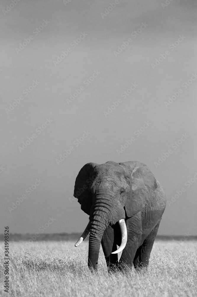 Naklejka premium African tusker in Savannah, Masai Mara