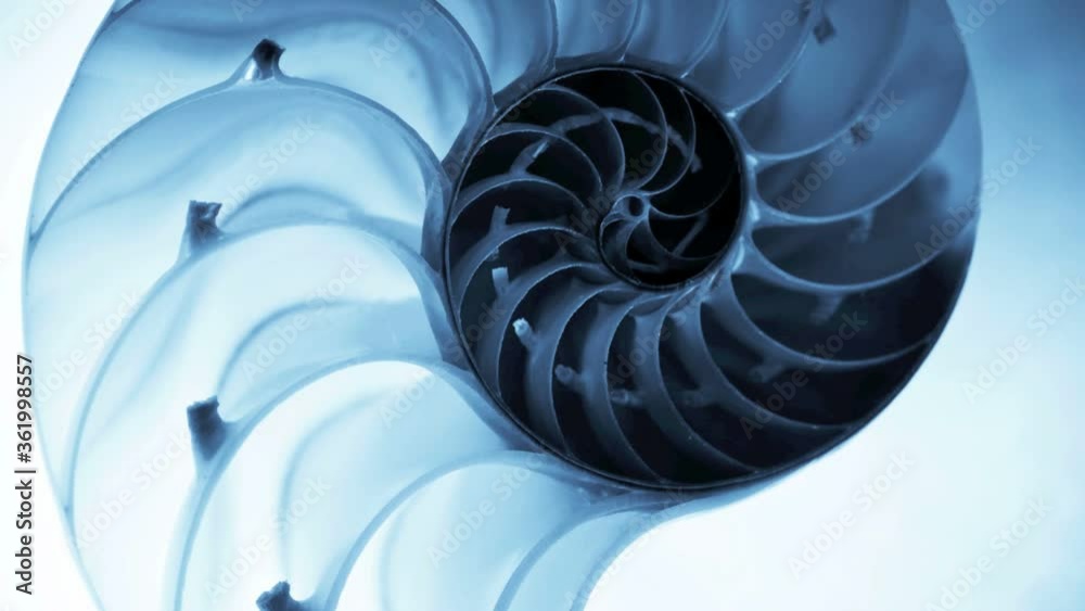 Close up of a split nautilus shell