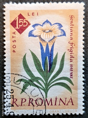 old Romanian stamp from 1961 with the image of the flower Gentiana frigida photo