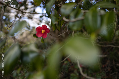 Wallpaper Mural 椿の花 Torontodigital.ca