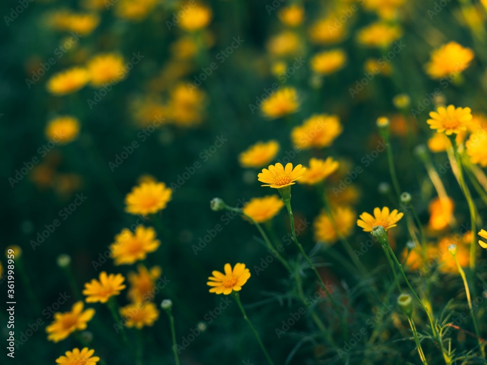 Fototapeta Closeup shot of beautiful yellow chamomile flowers in a field