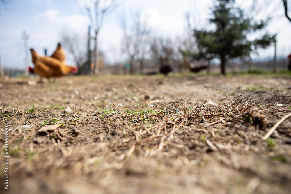Focus on the grass on a farm in the countryside. It is a beautiful sunny summer day and the chickens are pecking at the grass. Focus on the grass on a farm in the countryside. It is a beautiful sunny summer day and the chickens are pecking at the grass.