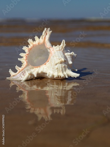 A large shell on a sandy beach, on the edge of the water. focus on the shell. sunny day