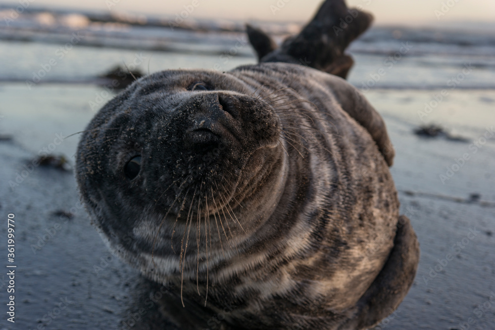Grey Seal close-up on the beach, looking at camera Grey Seal close-up on the beach, looking at camera