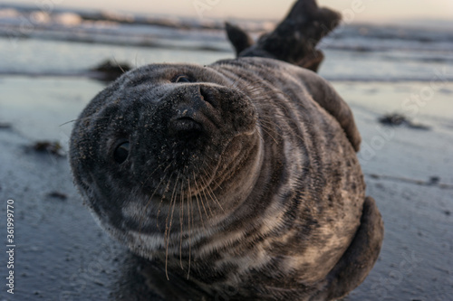 Fototapeta Naklejka Na Ścianę i Meble -  Grey Seal close-up on the beach, looking at camera
