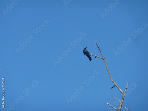 crow on a branch