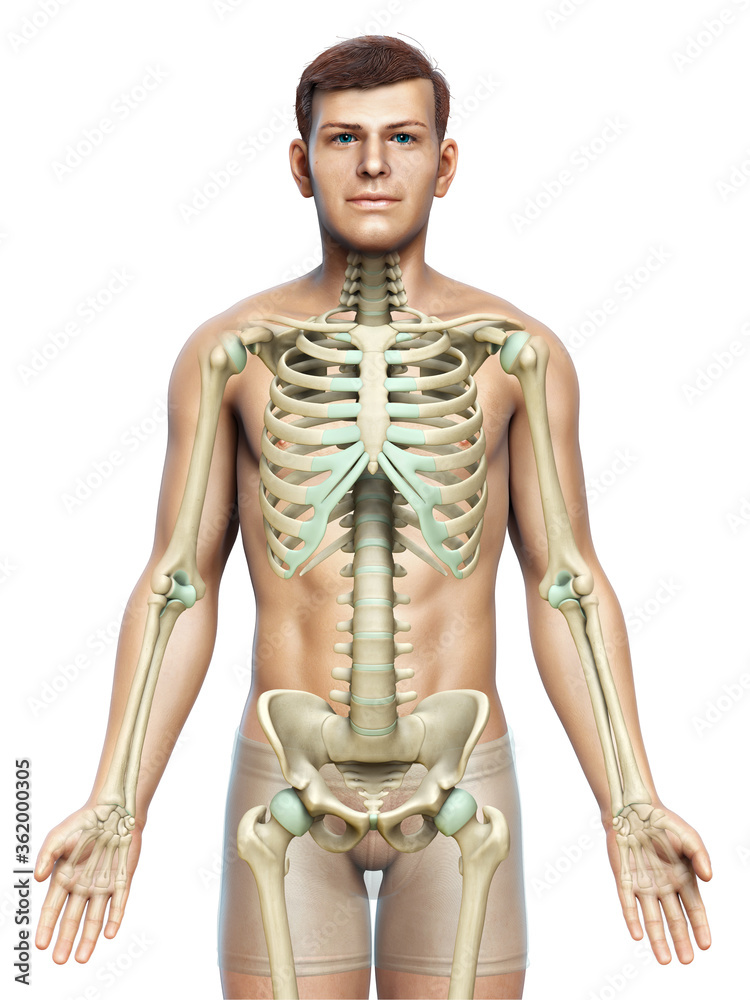 3d rendered, medically accurate illustration of a male skeleton system 3d rendered, medically accurate illustration of a male skeleton system