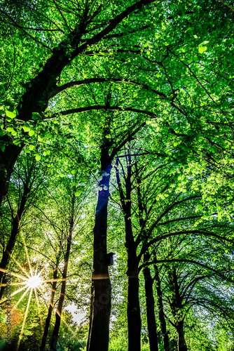 Dutch forest, green trees photo