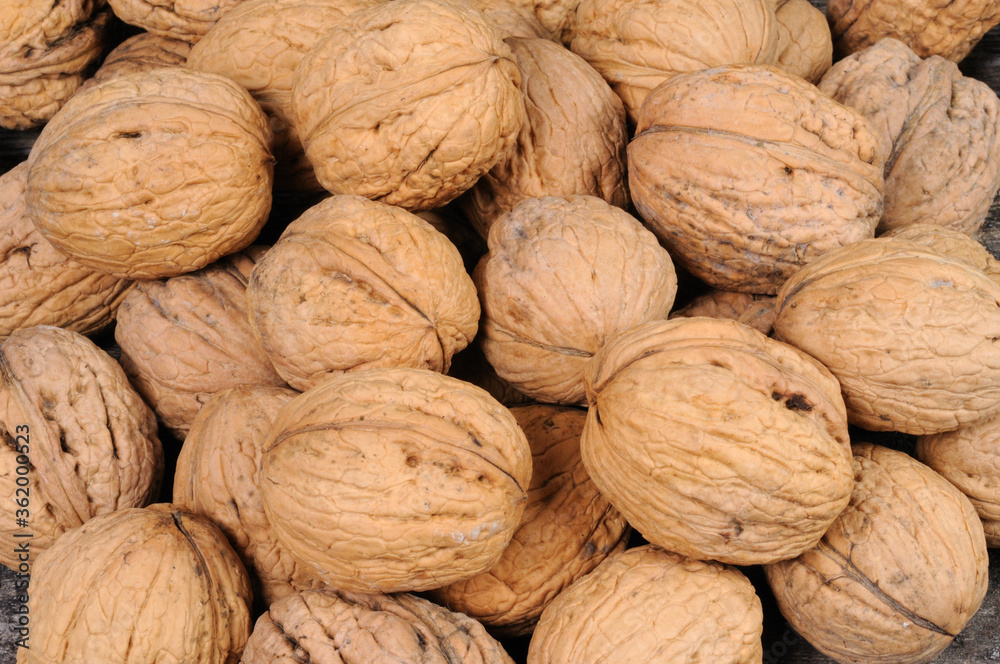 Walnuts. View from above. Walnuts. View from above.