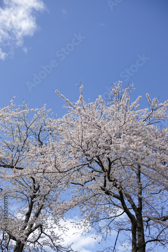 Wallpaper Mural 桜 Torontodigital.ca