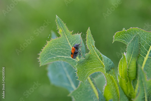 Ameisensackkäfer auf grünem Blatt vor grünem Hintergrund