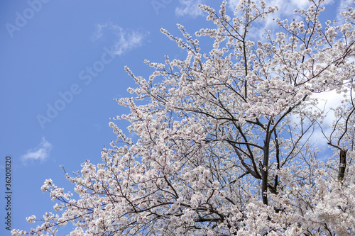Wallpaper Mural 桜 Torontodigital.ca