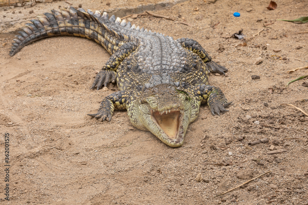 Fototapeta premium Crocodile 