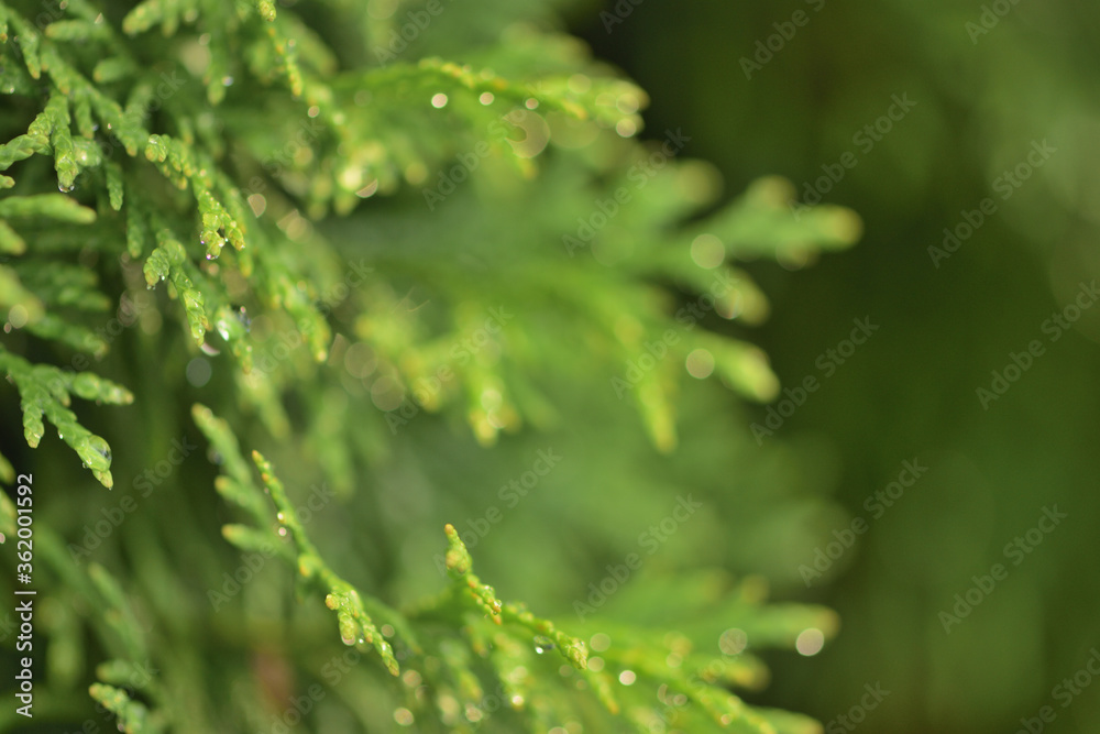 close up of green leaves close up of green leaves