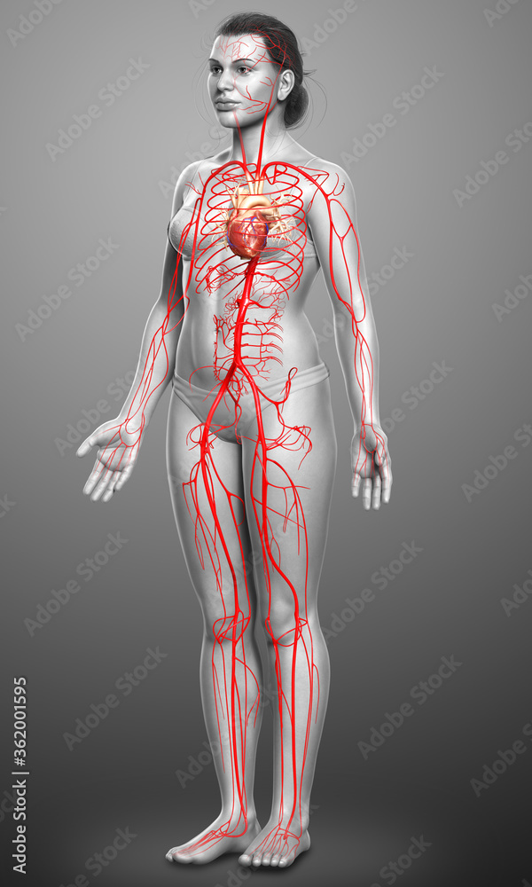 3d rendered medically accurate illustration of Female arteries 3d rendered medically accurate illustration of Female arteries