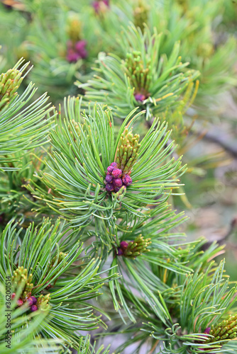 flower of pine