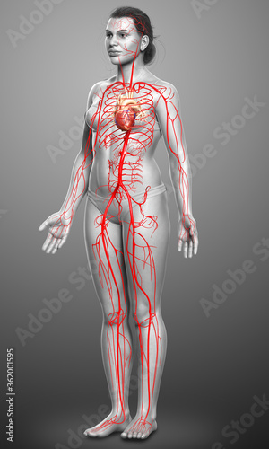 3d rendered medically accurate illustration of Female arteries