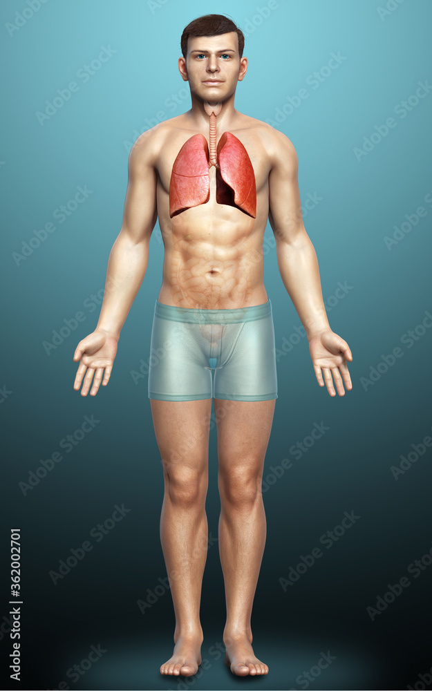 3d rendered, medically accurate illustration of a male lung anatomy 3d rendered, medically accurate illustration of a male lung anatomy