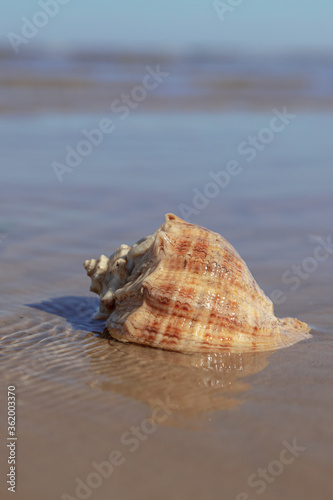 seashell in water. Close-up. There is a place for text. Concept: relax, vacation