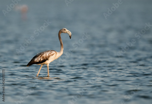 A juvenile Greater Flamingo wading at Eker creek, Bahrain