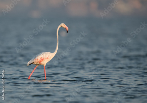 Greater Flamingo during low tide at Eker creek, Bahrain