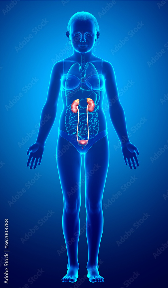 3d rendered, medically accurate illustration of the young girl kidneys anatomy 3d rendered, medically accurate illustration of the young girl kidneys anatomy