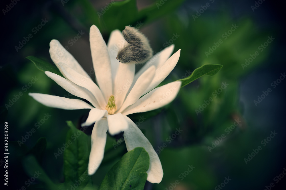 Fototapeta premium Eine Sternmagnolien Blüte