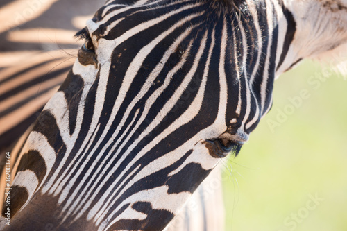 Fototapeta Naklejka Na Ścianę i Meble -  Zebras im Addo Park Südafrika
