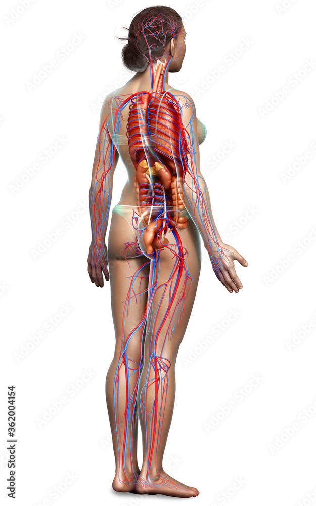 3d rendered medically accurate illustration of the female circulatory system and internal organs 3d rendered medically accurate illustration of the female circulatory system and internal organs