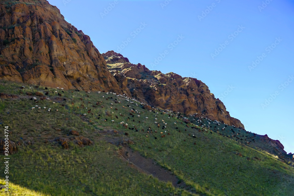 Herd of sheep and goats grazing on the slop under the shadow of rocky cliff. Govi-Altai province, Mongolia. 