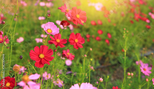 Beautiful cosmos flower in the summer garden with rays of sunlight in nature. © zilvergolf