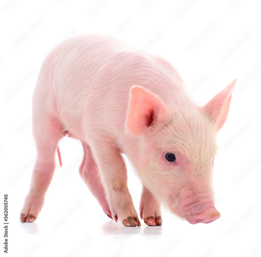 Small pink pig isolated. Small pink pig isolated.