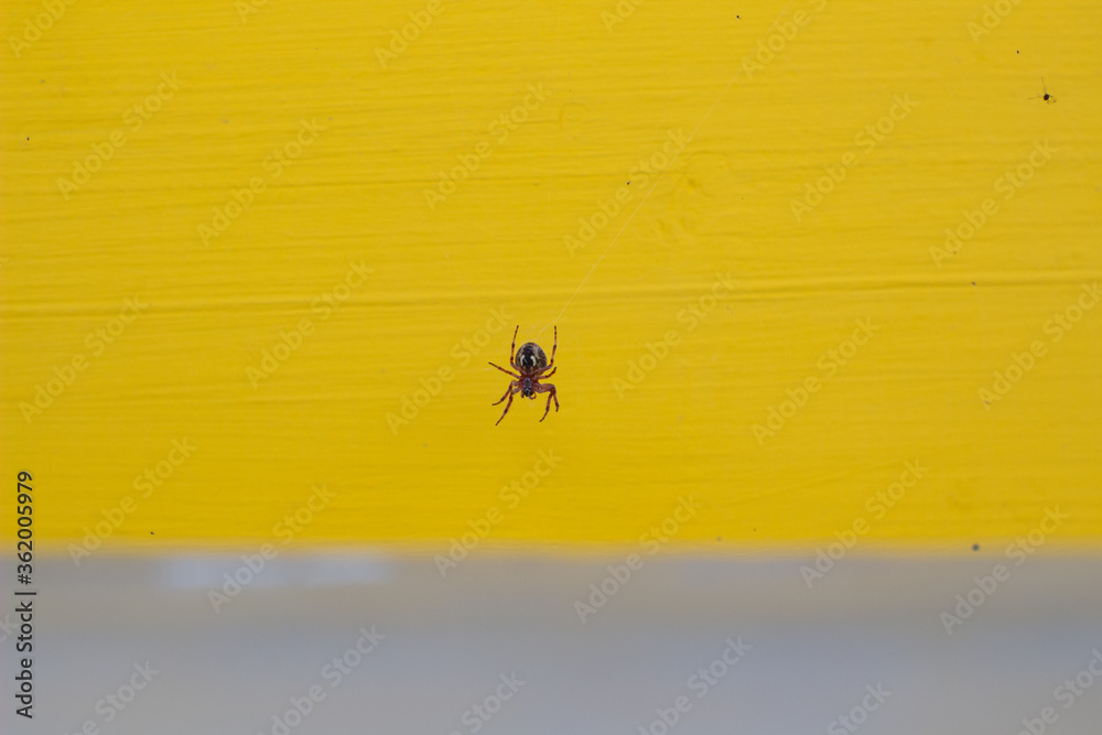 Dangerous spider in a web on a yellow background. Dangerous spider in a web on a yellow background.