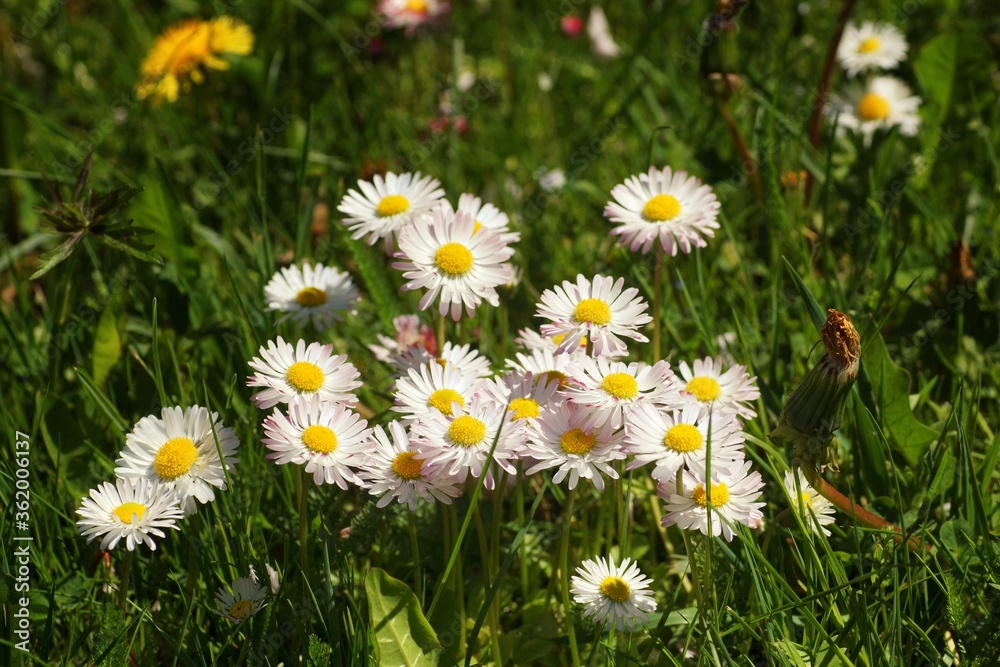 Group of flowering daisies on the lawn, spring in the botanical garden
Group of flowering daisies on the lawn, spring in the botanical garden